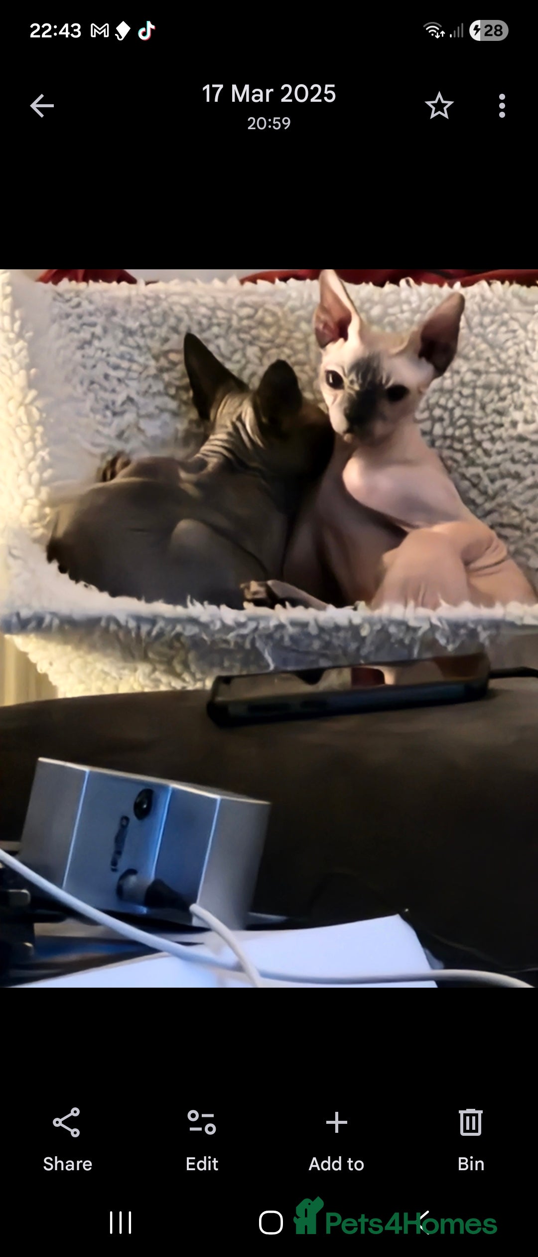 Sphynx cats for sale: 1 year old male sphynx  - Advert 12