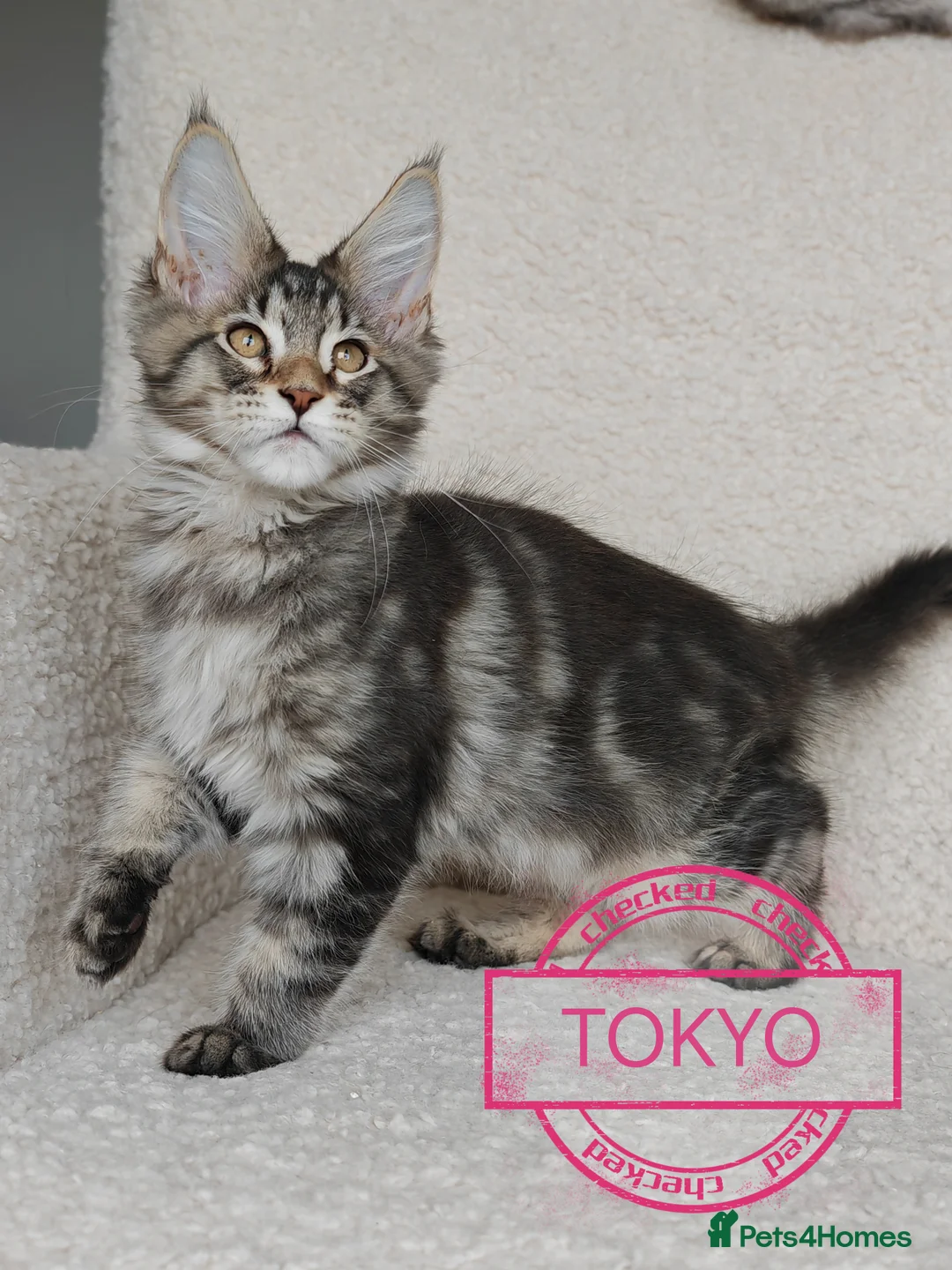 Maine Coon cats for sale: Full pedigree Maine Coon kittens - Advert 11