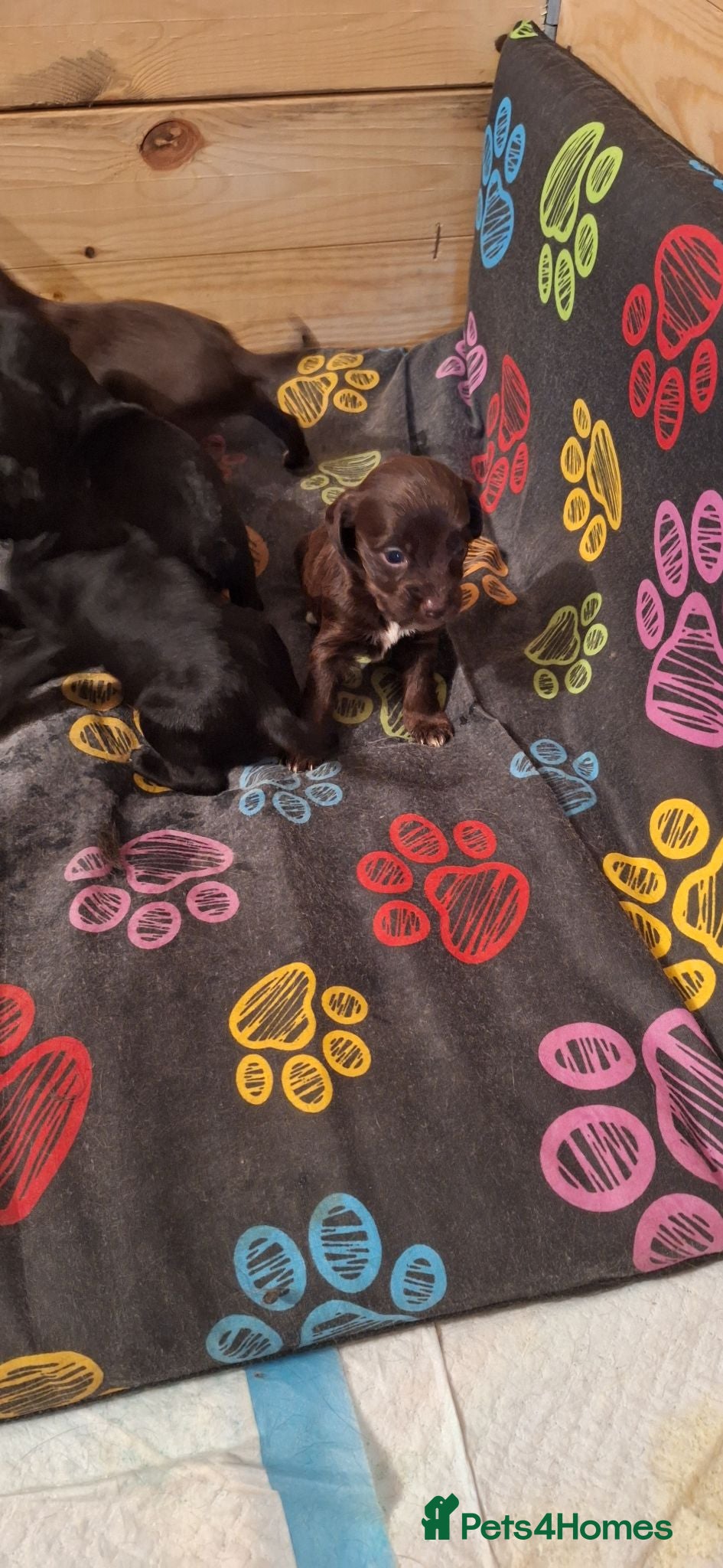 Mixed Breed dogs Cocker-Terripoo pups (cockerpoo) - Advert 1