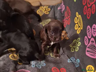 Mixed Breed dogs Cocker-Terripoo pups (cockerpoo) - Advert 1