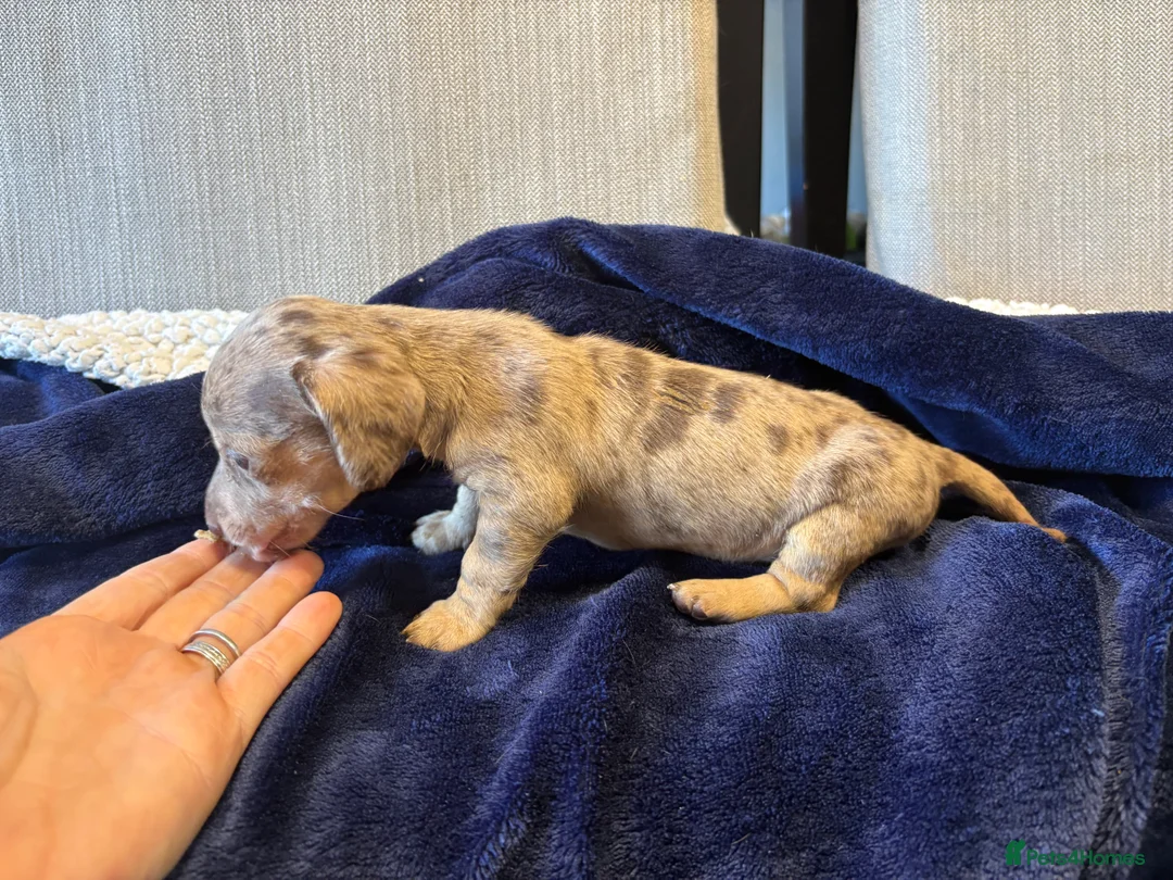 Miniature Dachshund dogs for sale: Kc registered Miniature dachshund puppies  - Advert 13