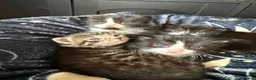 Mixed Breed cats for sale: 4 healthy chunky kittens - Advert 1