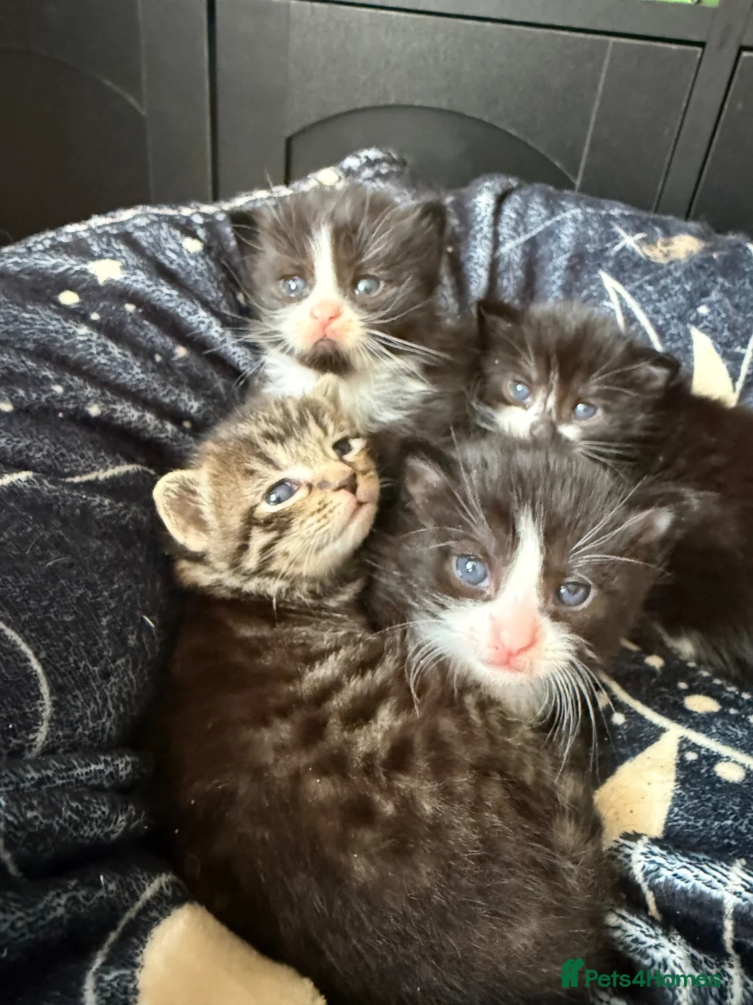 Mixed Breed cats for sale: 4 healthy chunky kittens - Advert 1