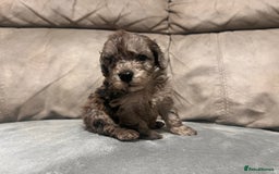 Cockapoo dogs for sale: 🐶F1 Cockerpoo Pups – Merle, Chocolate, Apricot 🐶 - Image 15