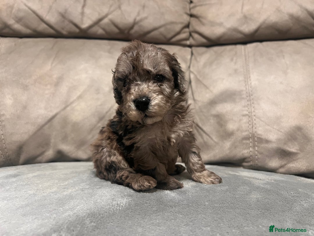 Cockapoo dogs for sale: 🐶F1 Cockerpoo Pups – Merle, Chocolate, Apricot 🐶 - Image 15