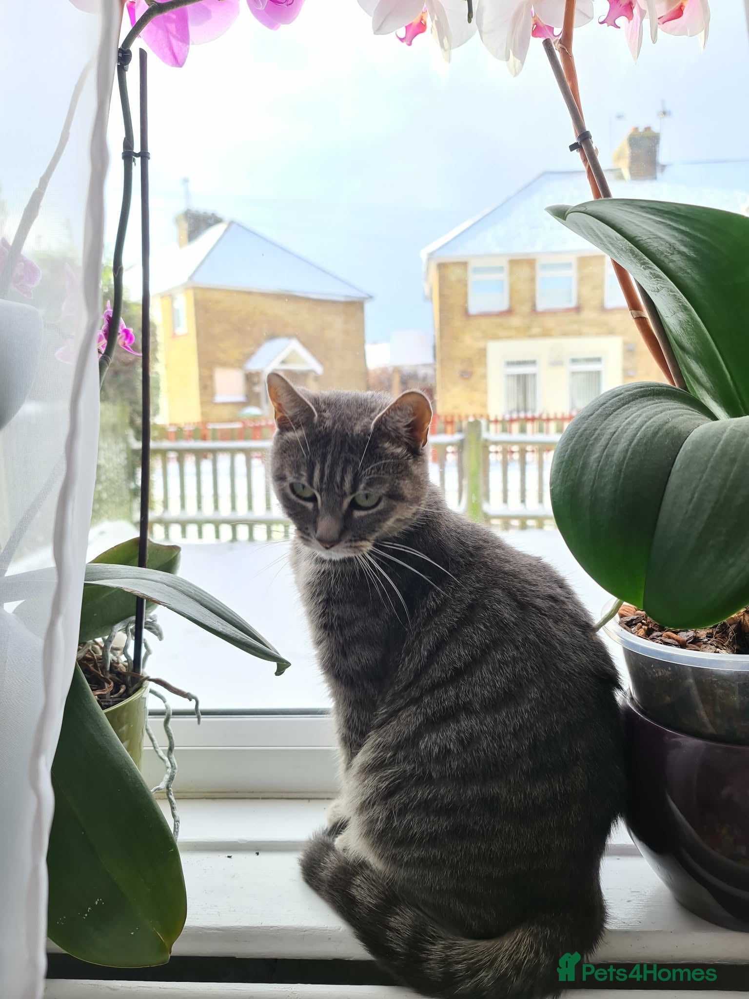 European cats Kitten male  - Advert 1