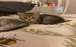 British Shorthair cats for sale: 5 British Chinchilla Shorthair Mix Kittens - Image 6