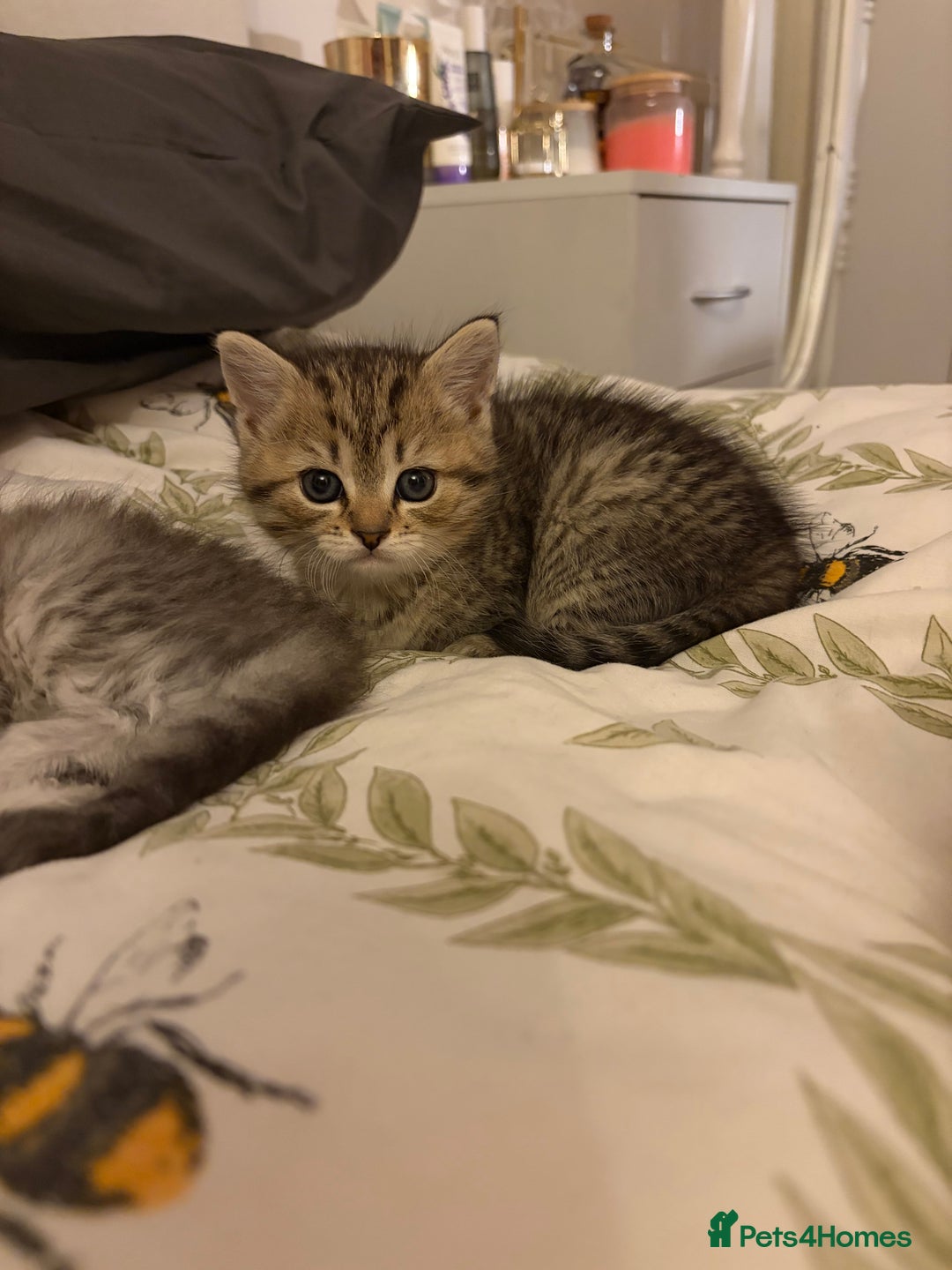 British Shorthair cats for sale: 5 British Chinchilla Shorthair Mix Kittens - Image 6