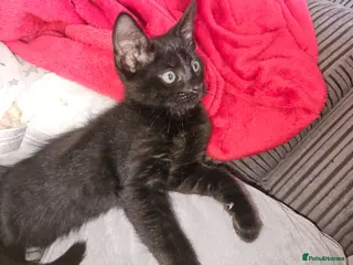Mixed Breed cats Ready now, Ragdoll/Siamese mixed black kitten - Advert 6