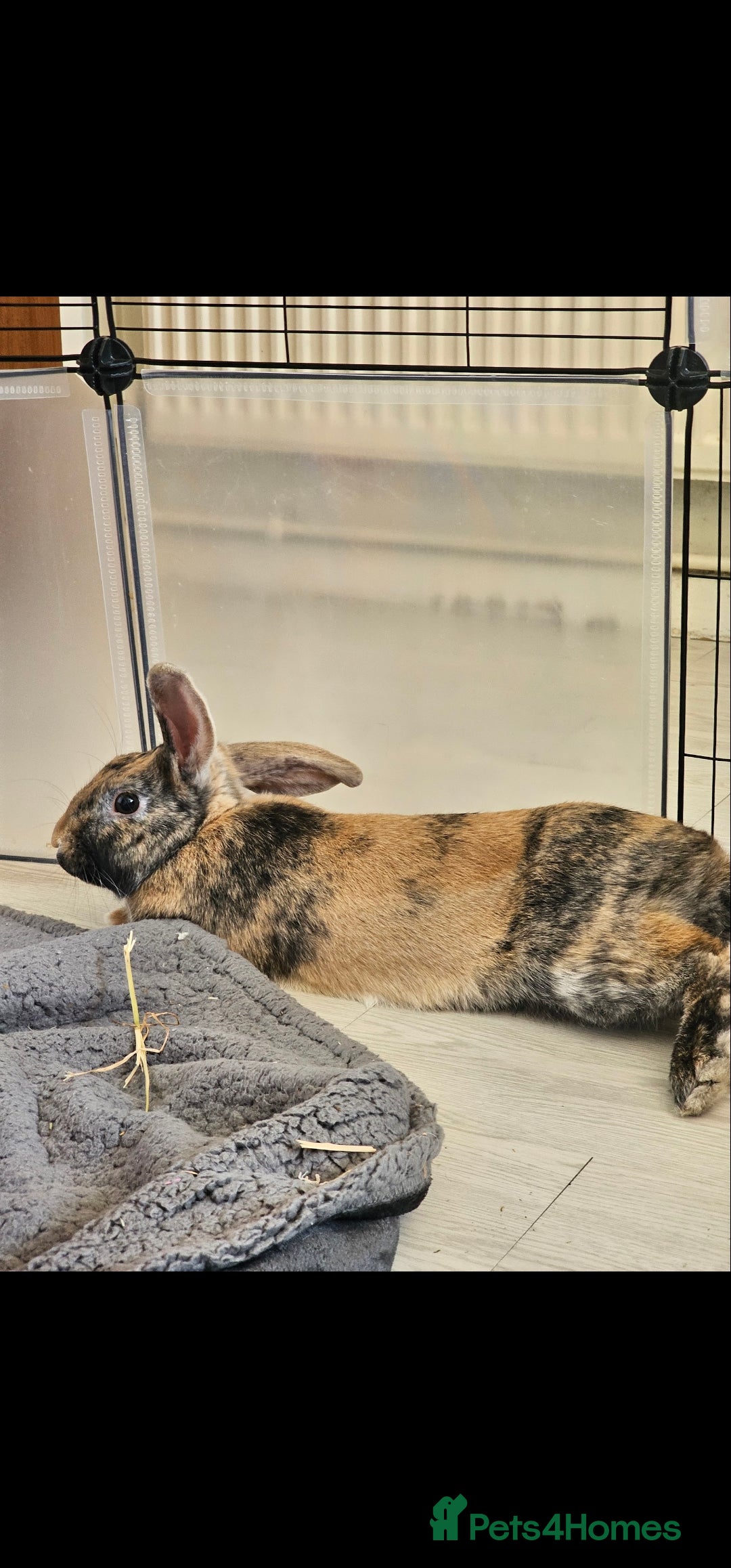 Harlequin rabbits for sale: Female and male rabbit for rehoming.  - Advert 4