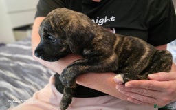 Mixed Breed dogs for sale: Presa Canario x Boerboel Puppies in Bromley - Image 15