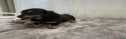 Miniature Dachshund dogs for sale: Beautiful long coat puppies ready now - Advert 12