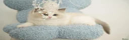 Ragdoll cats for sale: 💎Azuri El – Last Available Breeding Male🐾 - Advert 5