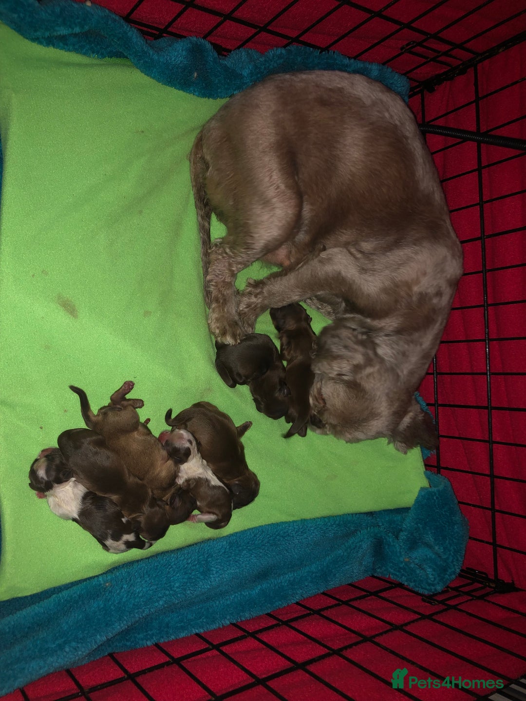 Shih Tzu dogs for sale: 6 beautiful shih tzu puppies  - Advert 5