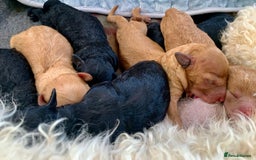 Labradoodle dogs for sale: Labradoodle puppies  - Image 3