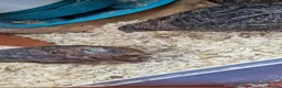 Quail poultry for sale: 7 week old coturnix quail - Advert 3