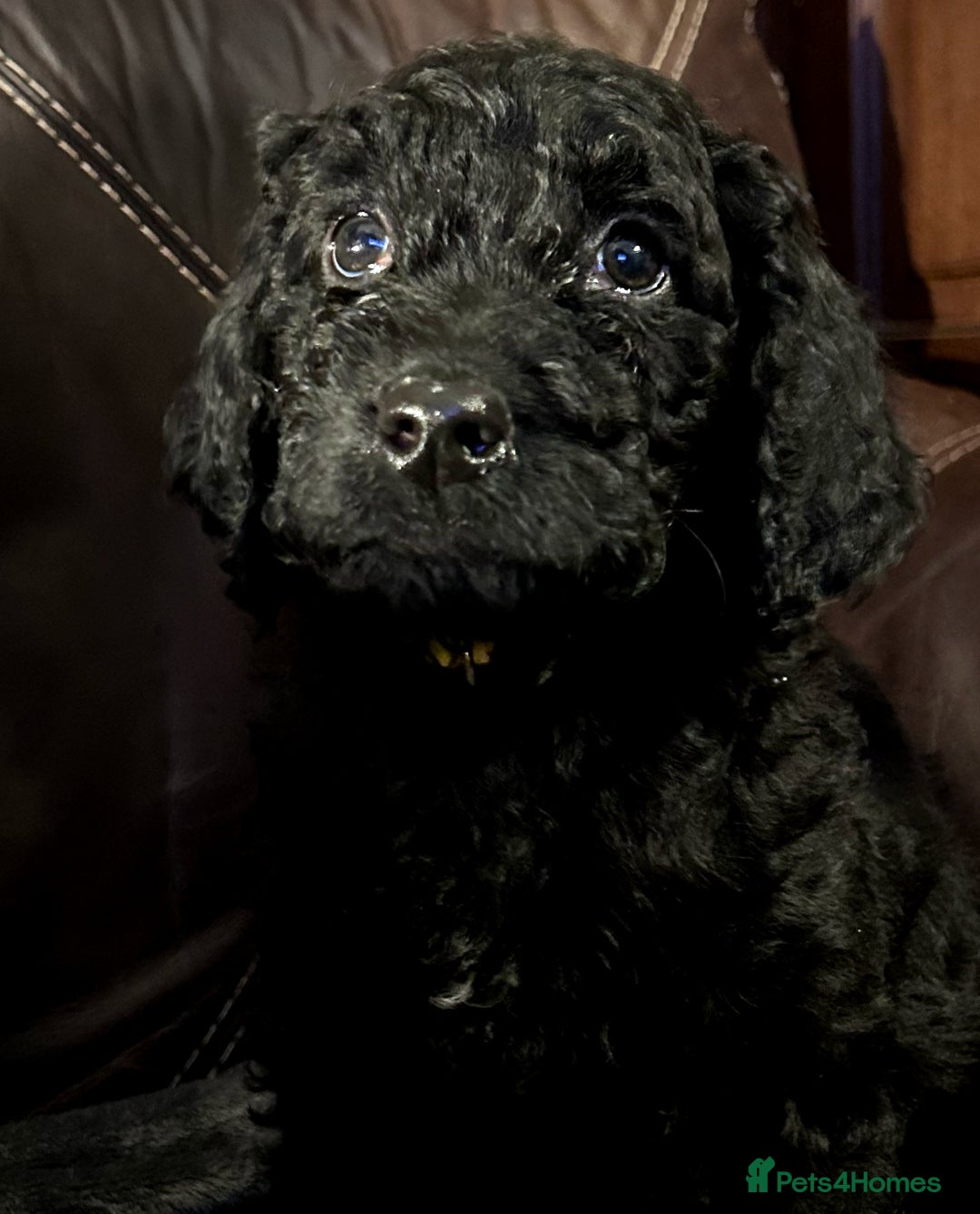 Labradoodle dogs for sale: stunning F2 labradoodle puppies... Available now - Advert 33