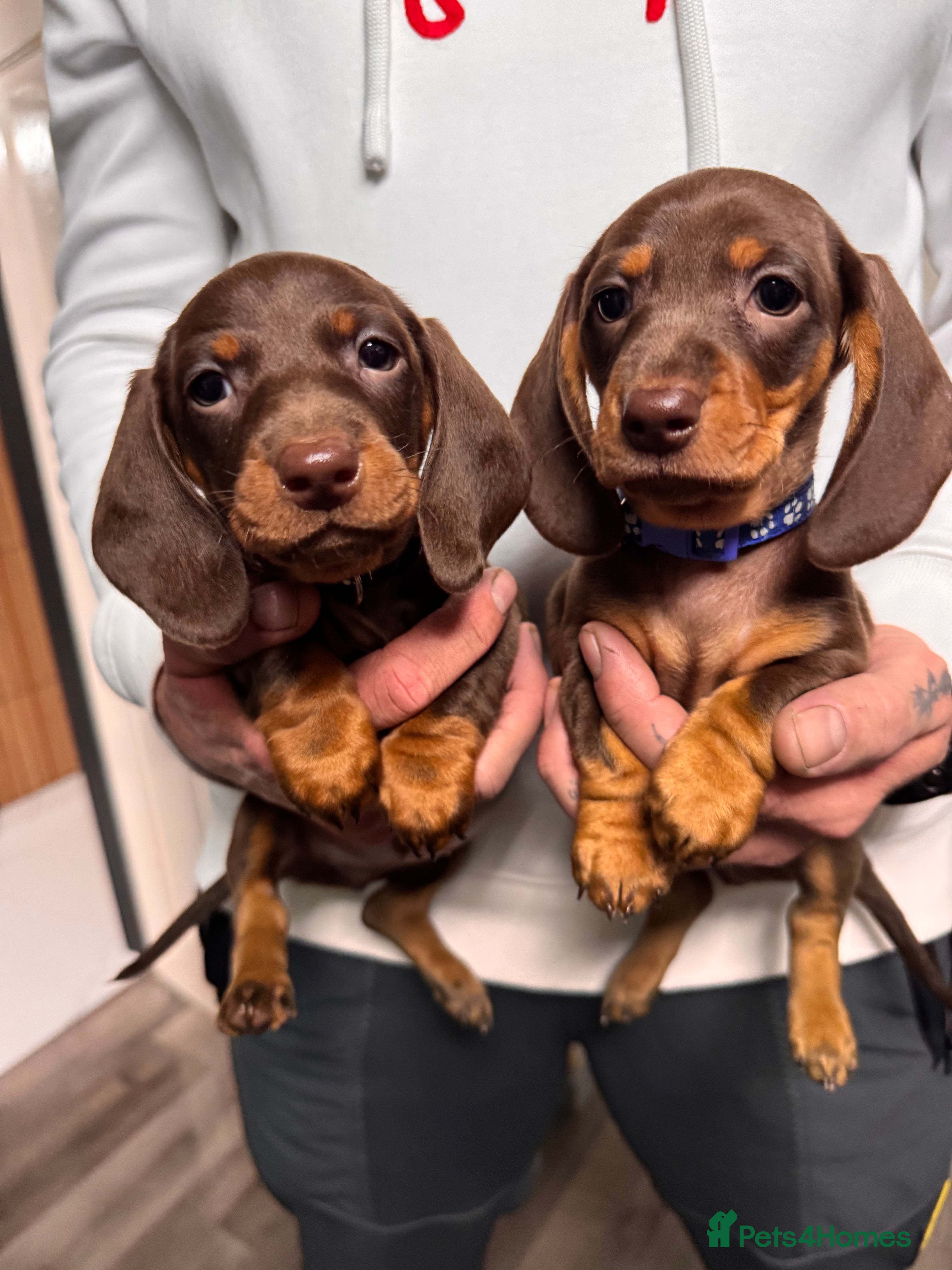 Miniature Dachshund dogs 3 KC registered miniature dachshund pupps  - Advert 3