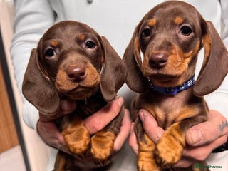 Miniature Dachshund dogs 3 KC registered miniature dachshund pupps - Advert 3