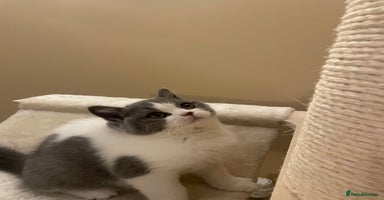 British Shorthair cats - Advert 13