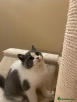 British Shorthair cats - Advert 14