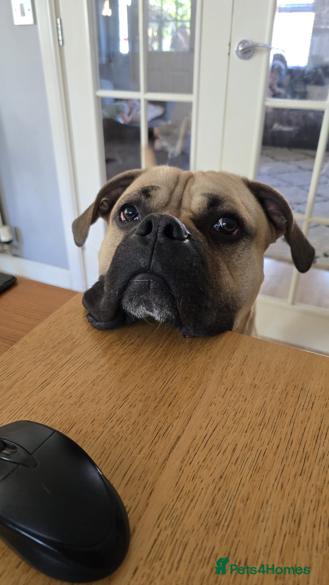 Mixed Breed dogs for sale: Meet Hooper – Your Loyal, Loving Companion Awaits! - Image 3