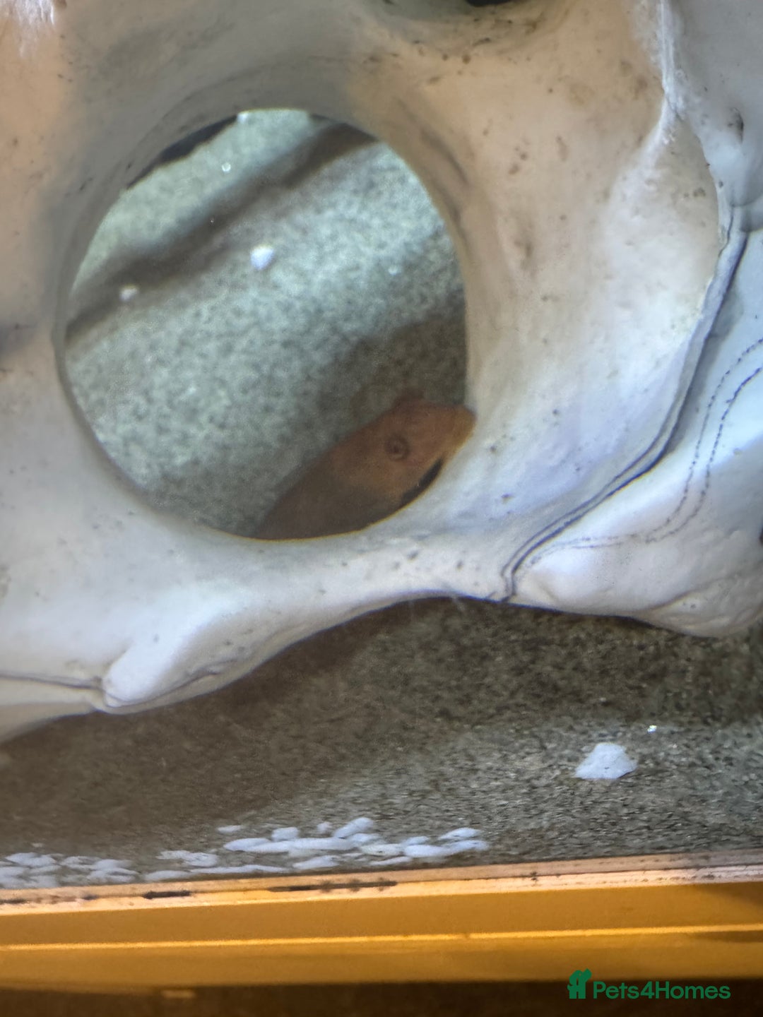 Cichlids fish for sale: Tank and fish  - Image 5