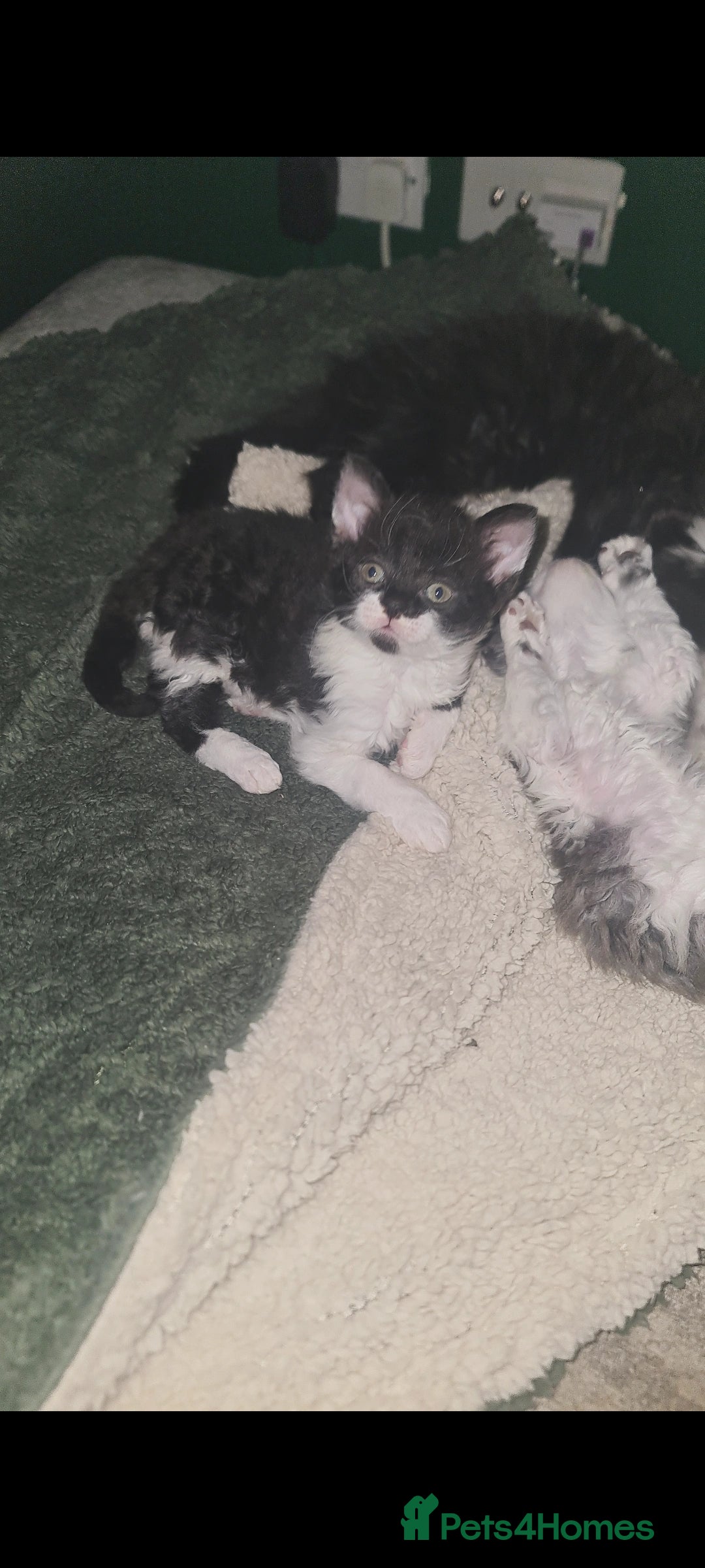 Devon Rex cats for sale: Stunning half devon rex kittens  - Image 2