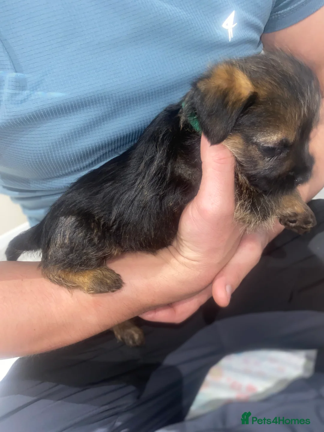 Border Terrier dogs for sale: 4 beautiful border terrier boys left  - Advert 22