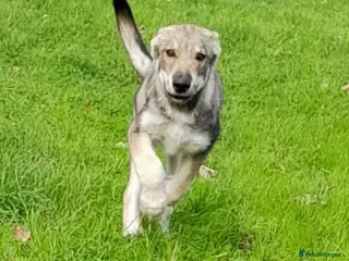 German Shepherd dogs TAMASKAN male pup Reg. Vac and Embarked - Advert 1