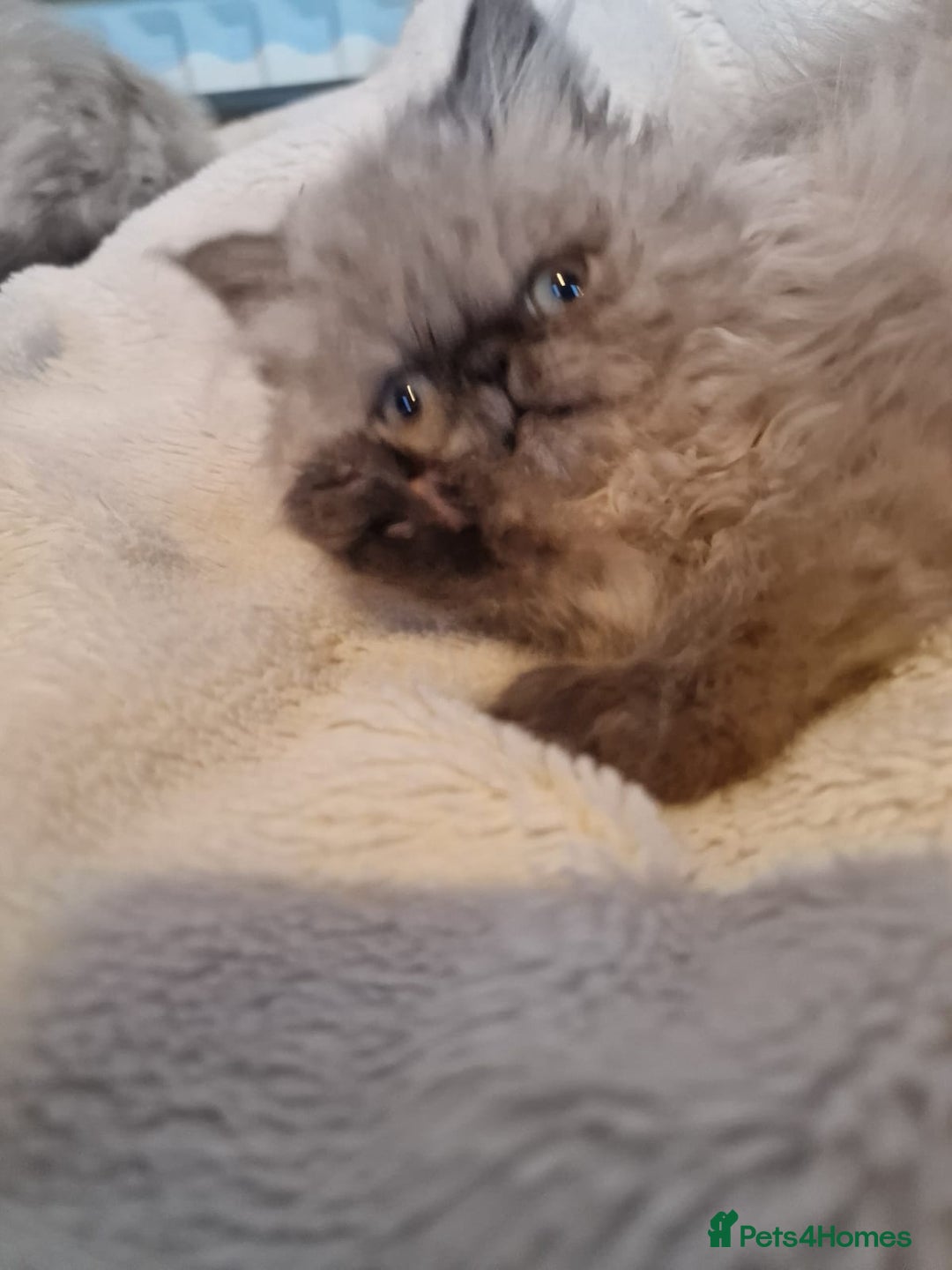 Persian cats for sale: Stunning Persian Kittens. - Advert 10