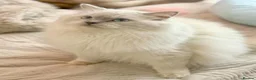 Ragdoll cats for sale: Mink/Sepia TICA Cherubim’s  - Advert 12