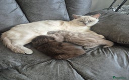 Scottish Fold cats for sale: SF 2 males available  - Image 25