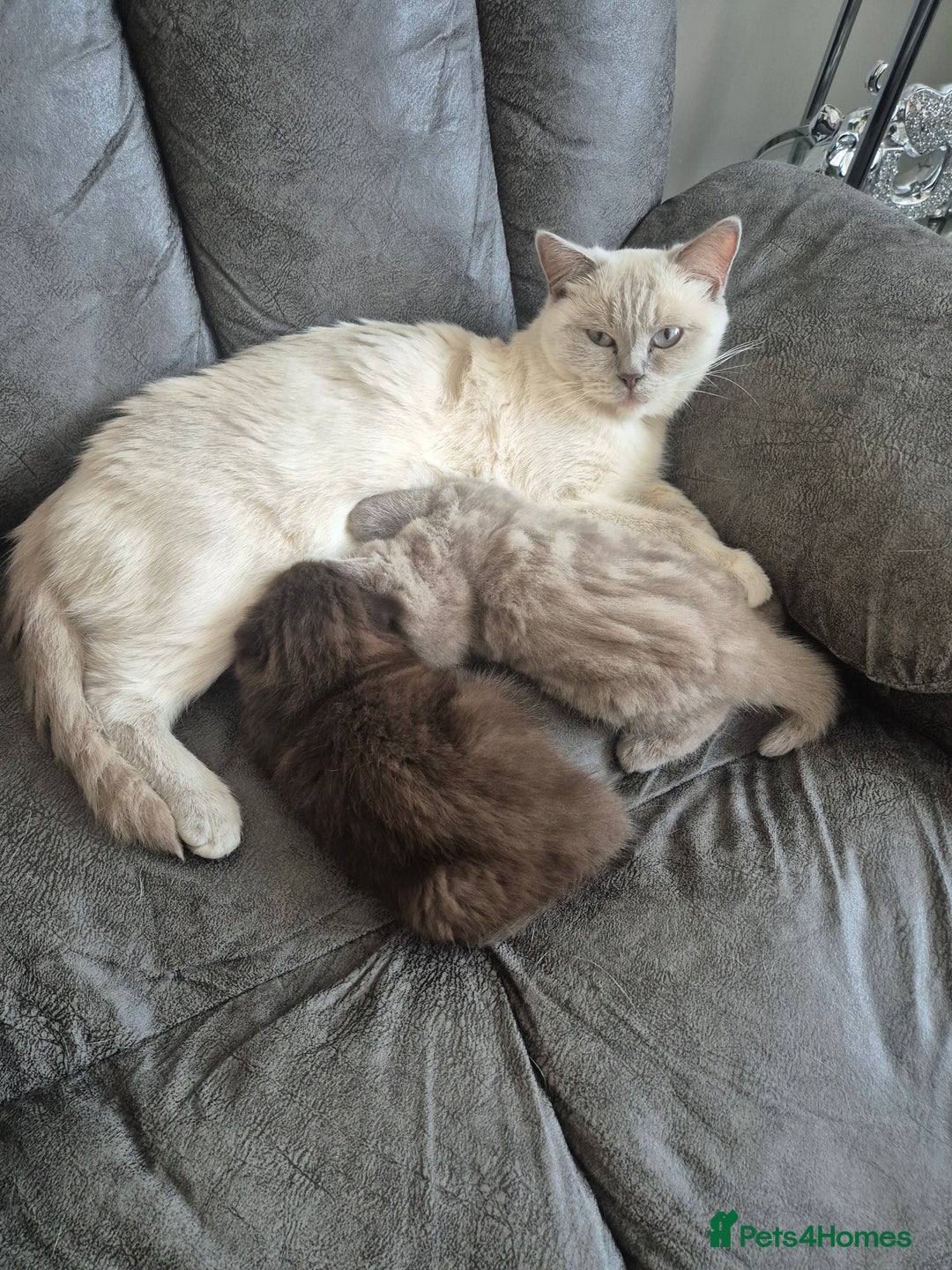 Scottish Fold cats for sale: SF 2 males available  - Image 25