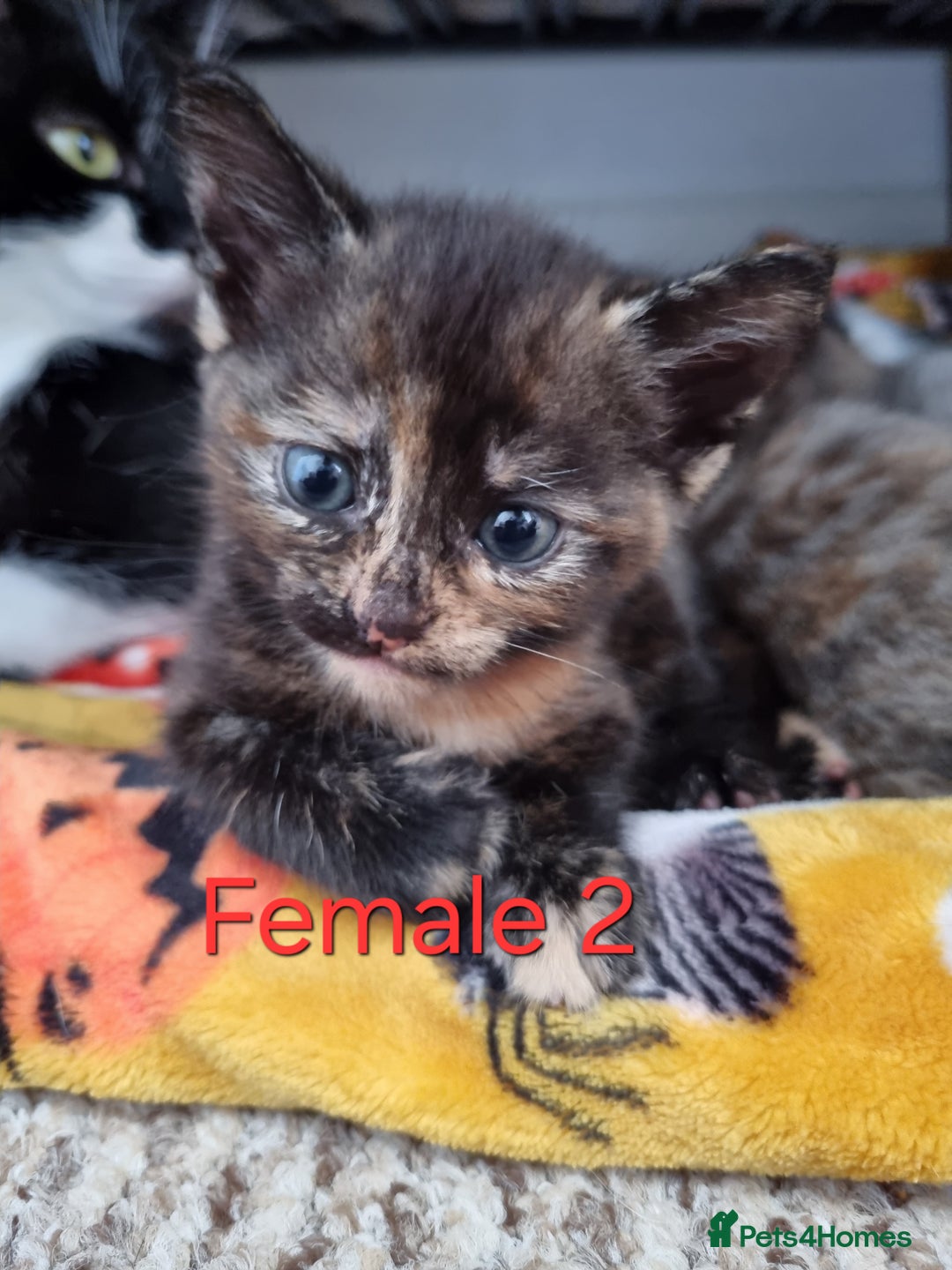 Mixed Breed cats for sale: Kittens for sale - Image 3