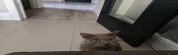 British Shorthair cats for sale: British Shorthair X Bengal (1yo) in Derby - Advert 22