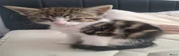 Mixed Breed cats for sale: 7 adorable kittens ready for a new home - Advert 14