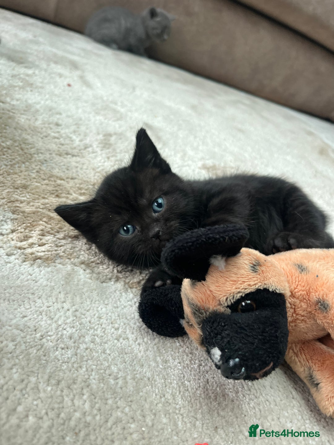 British Shorthair cats for sale: Mixed Breed British Shorthair 🐾 £300 - Image 5