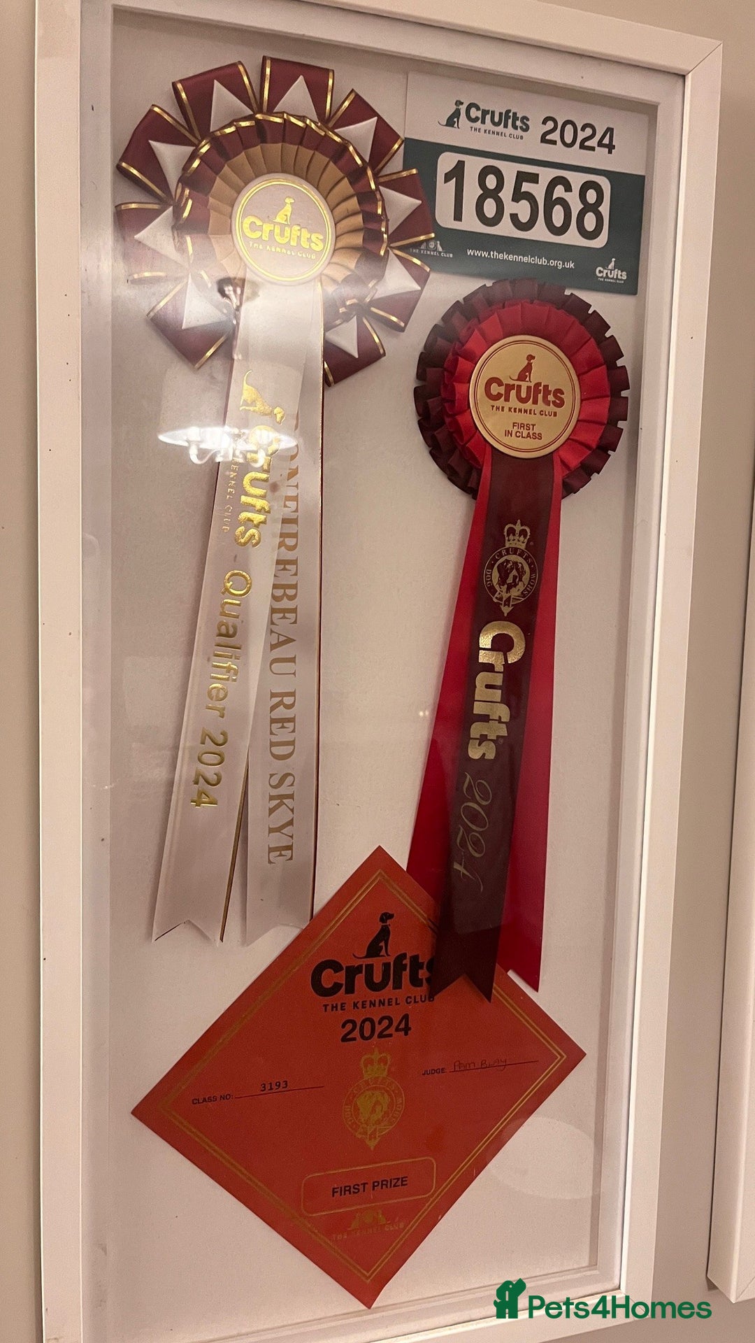 Rhodesian Ridgeback dogs for sale: Skyleridge Ridgebacks  - Advert 18