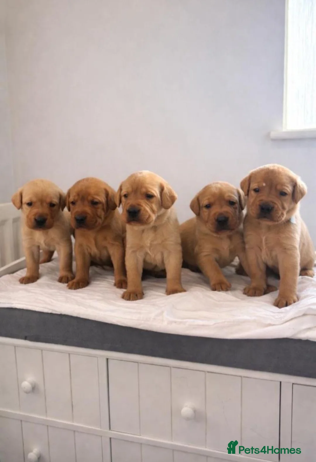 Labrador Retriever dogs for sale: 🐾STUNNING FOX RED LABRADOR PUPS🐾 in London - Advert 3