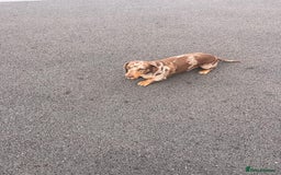 Mixed Breed dogs for sale: 7 beautiful jackshund puppies for sale - Image 40