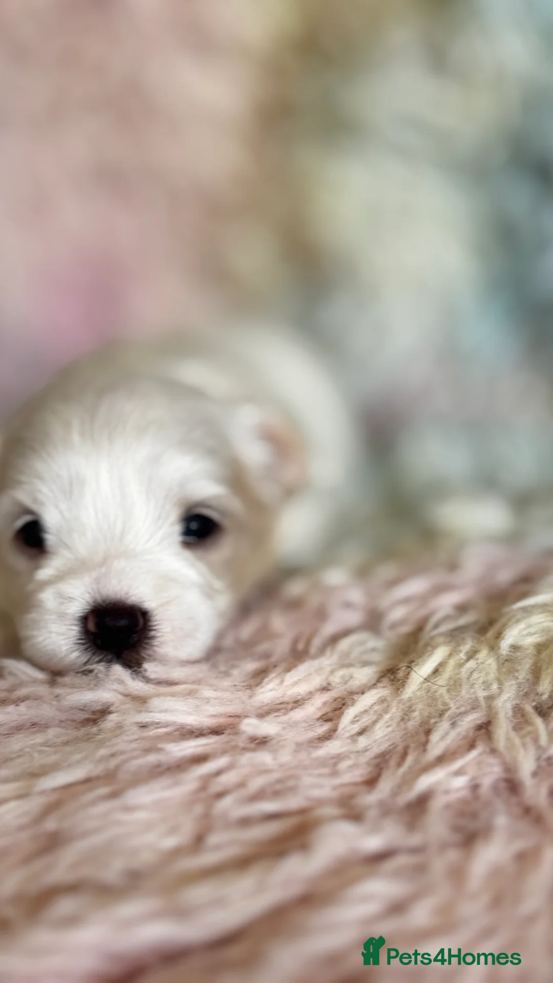 Maltese dogs for sale: Kc registered mini Maltese  - Advert 12