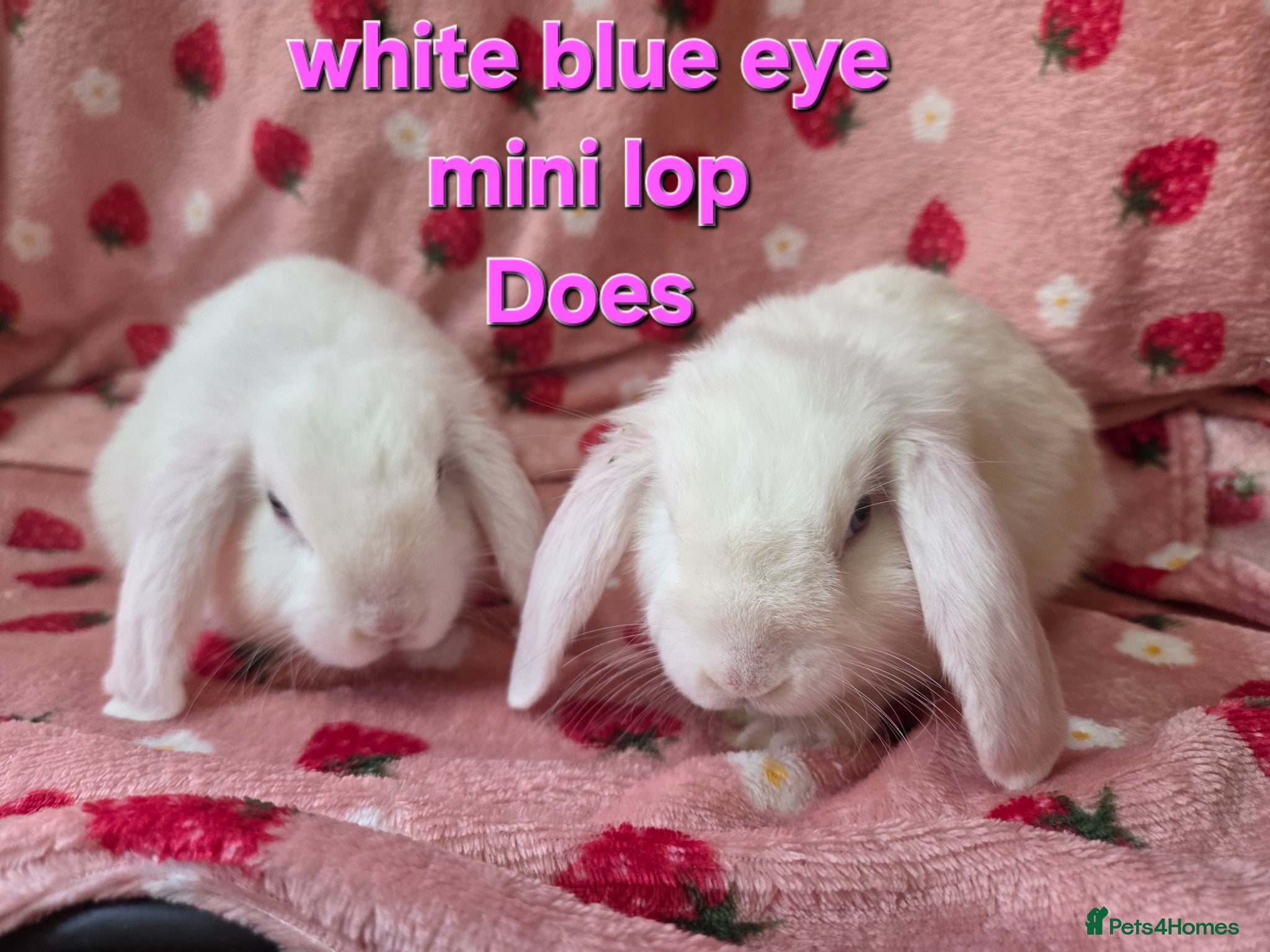 Mini Lop rabbits 9wk old Lop Girls 💗white blue🩵 eyes super tame  - Advert 1
