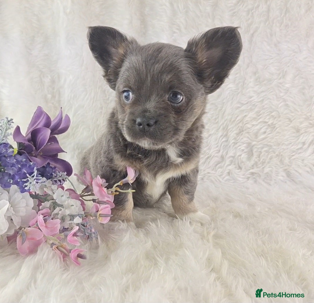 Chihuahua dogs  Chihuahua X French Bulldog Puppies  - Advert 6