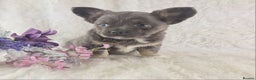 Chihuahua dogs for sale:  Chihuahua X French Bulldog Puppies  - Advert 1