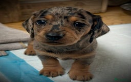 Miniature Dachshund dogs for sale: Miniature dachshund puppies  - Advert 6