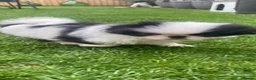 Japanese Chin dogs for sale: Stunning Japanese chin puppies  - Advert 13