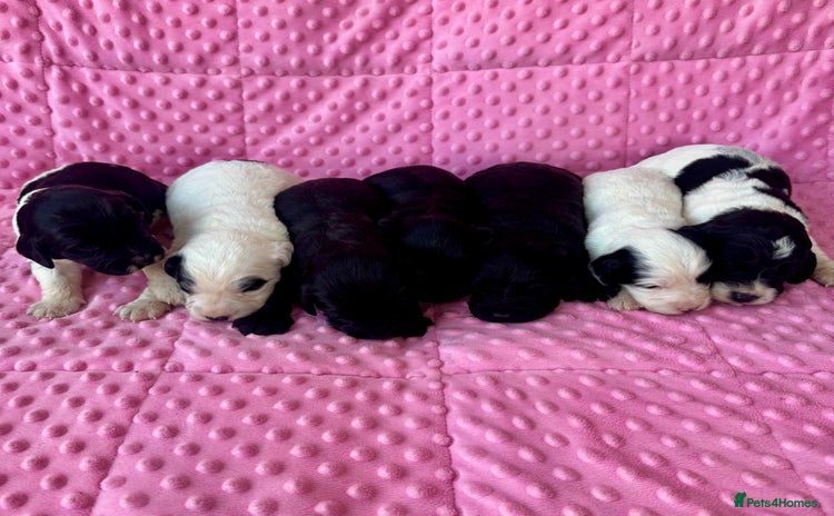 Mixed Breed dogs - Advert 1