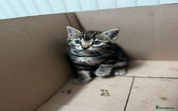 Bengal cats for sale: Half bengal kittens - Image 11