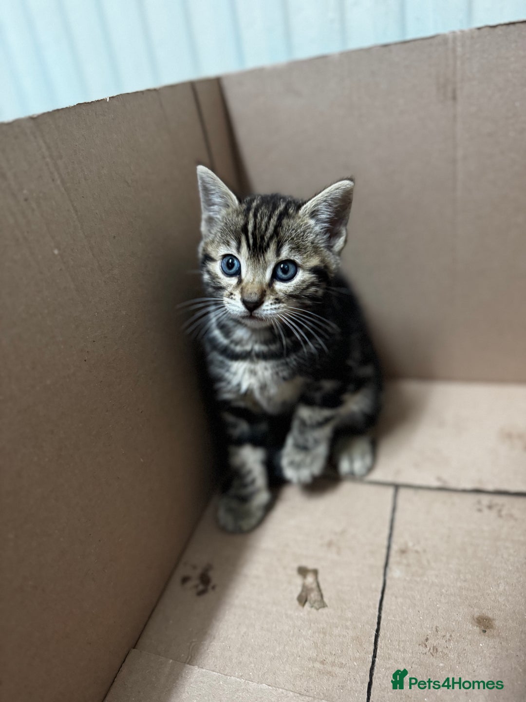 Bengal cats for sale: Half bengal kittens - Image 11
